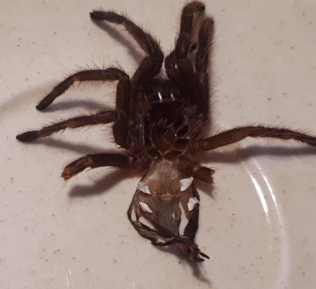 G. pulchripes