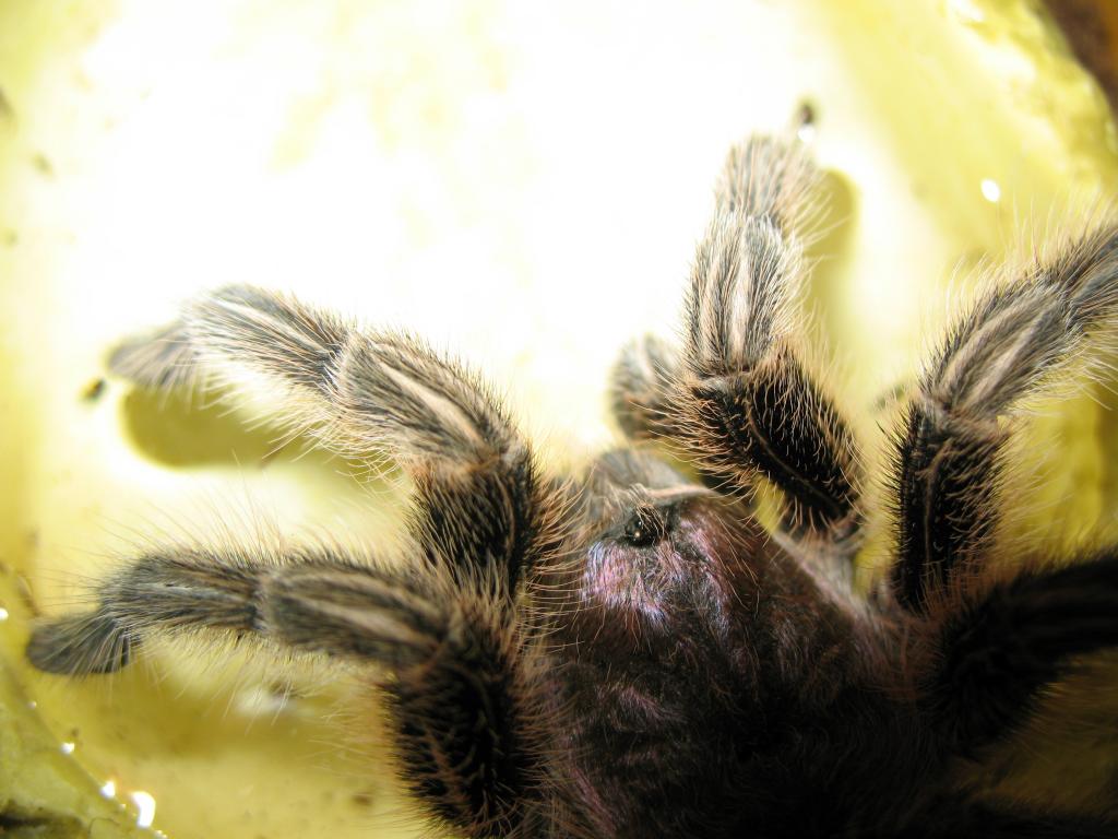 G. rosea drinking