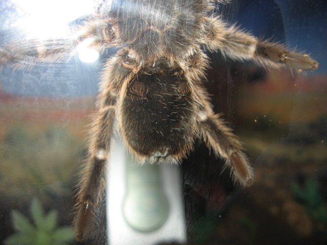 G. rosea Grammostola Chilean Rose Hair