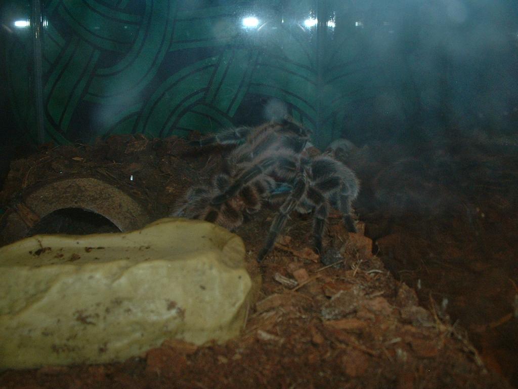 G. Rosea Mating