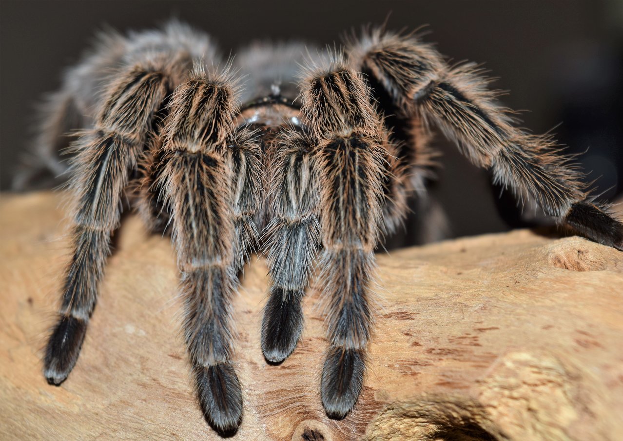 G. rosea/porteri close up