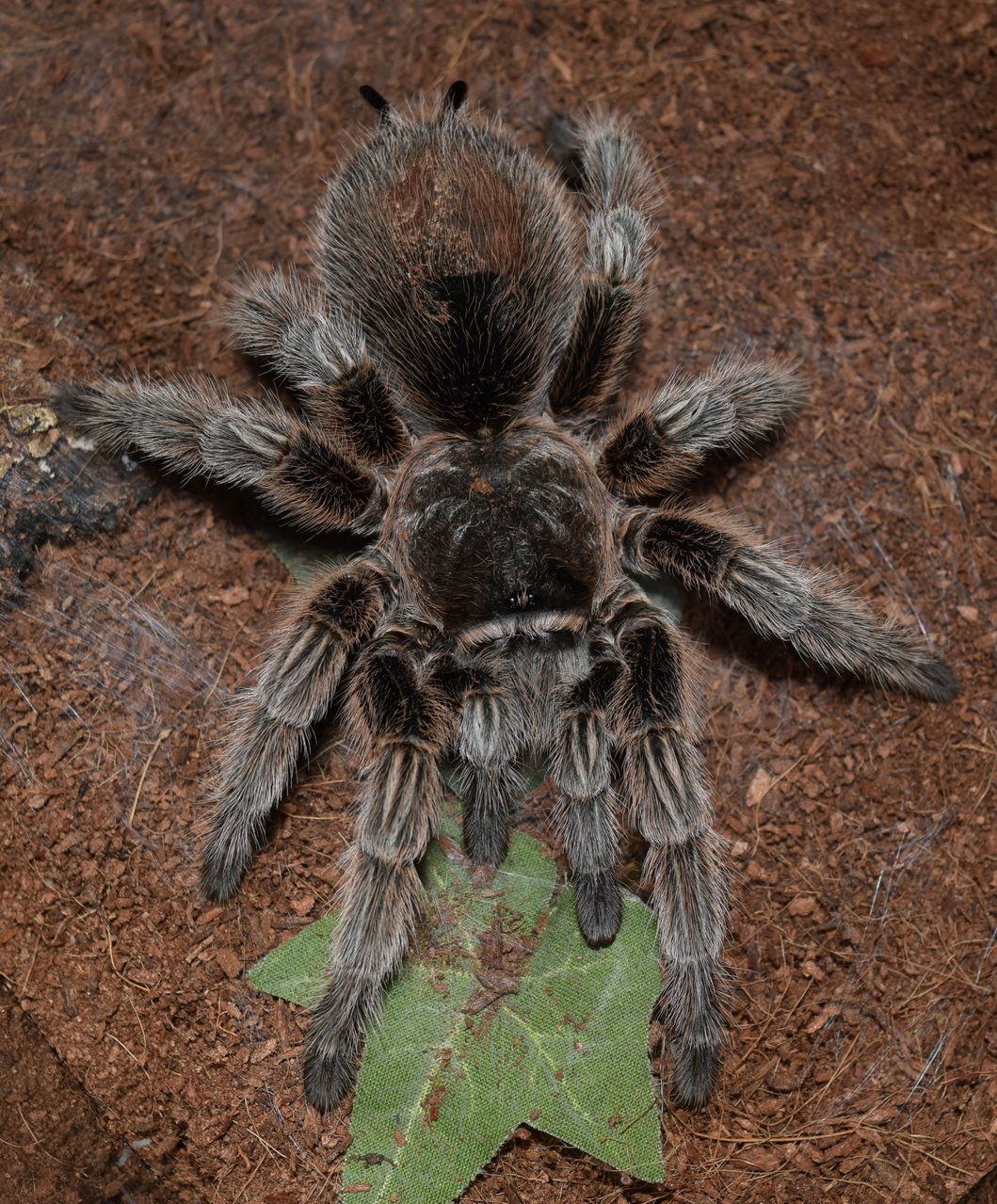 G. rosea/porteri female