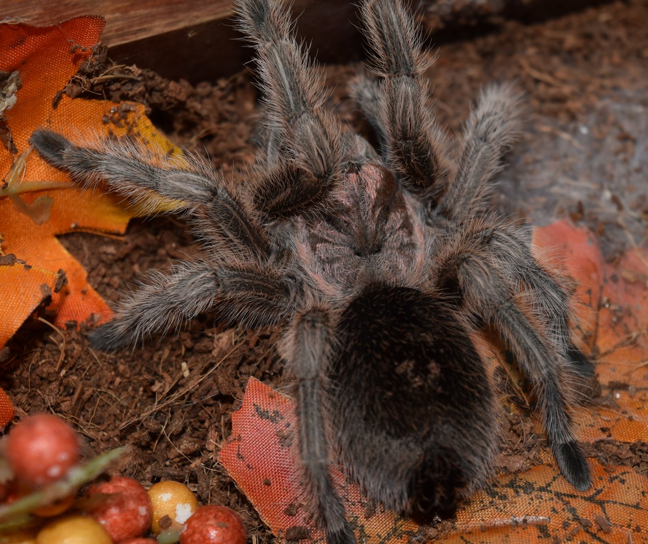 G. rosea/porteri