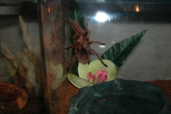 G. Rosea RCF Juv. Male