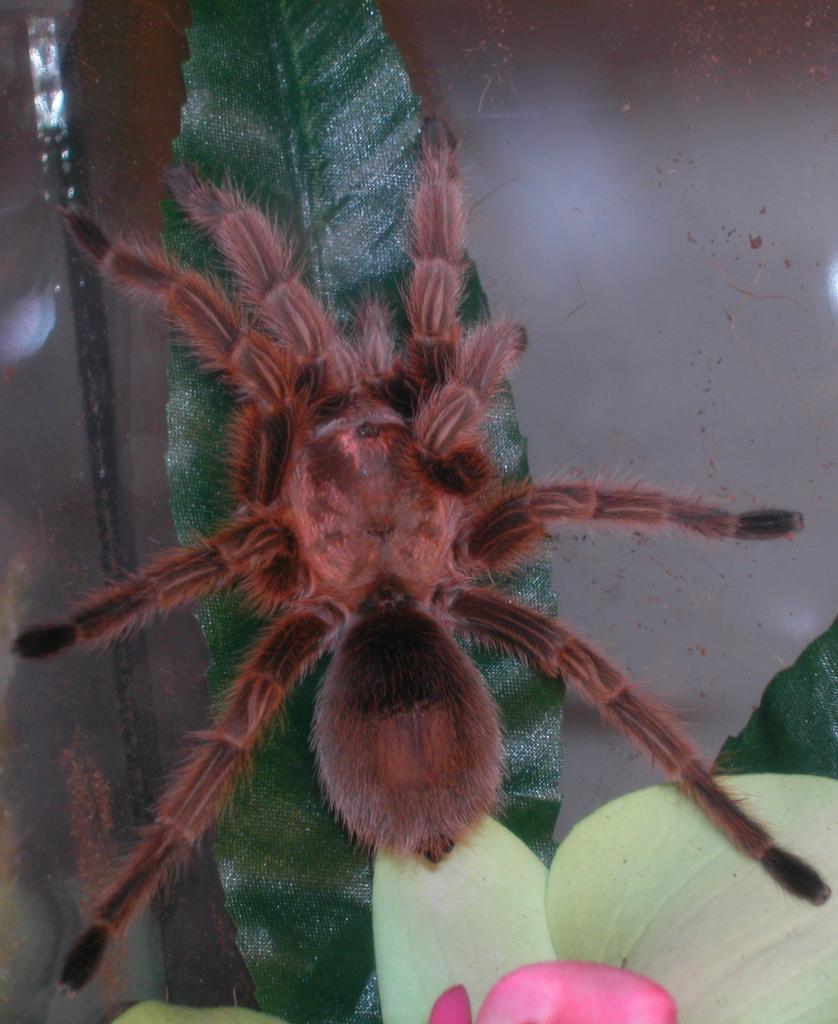 G. Rosea RCF Juv. Male