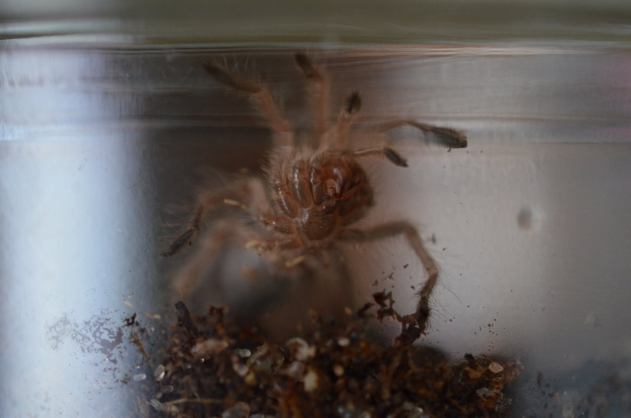 G. rosea sling