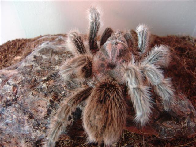 G.rosea