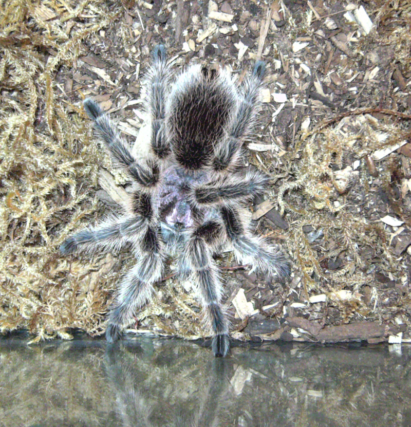 G. Rosea