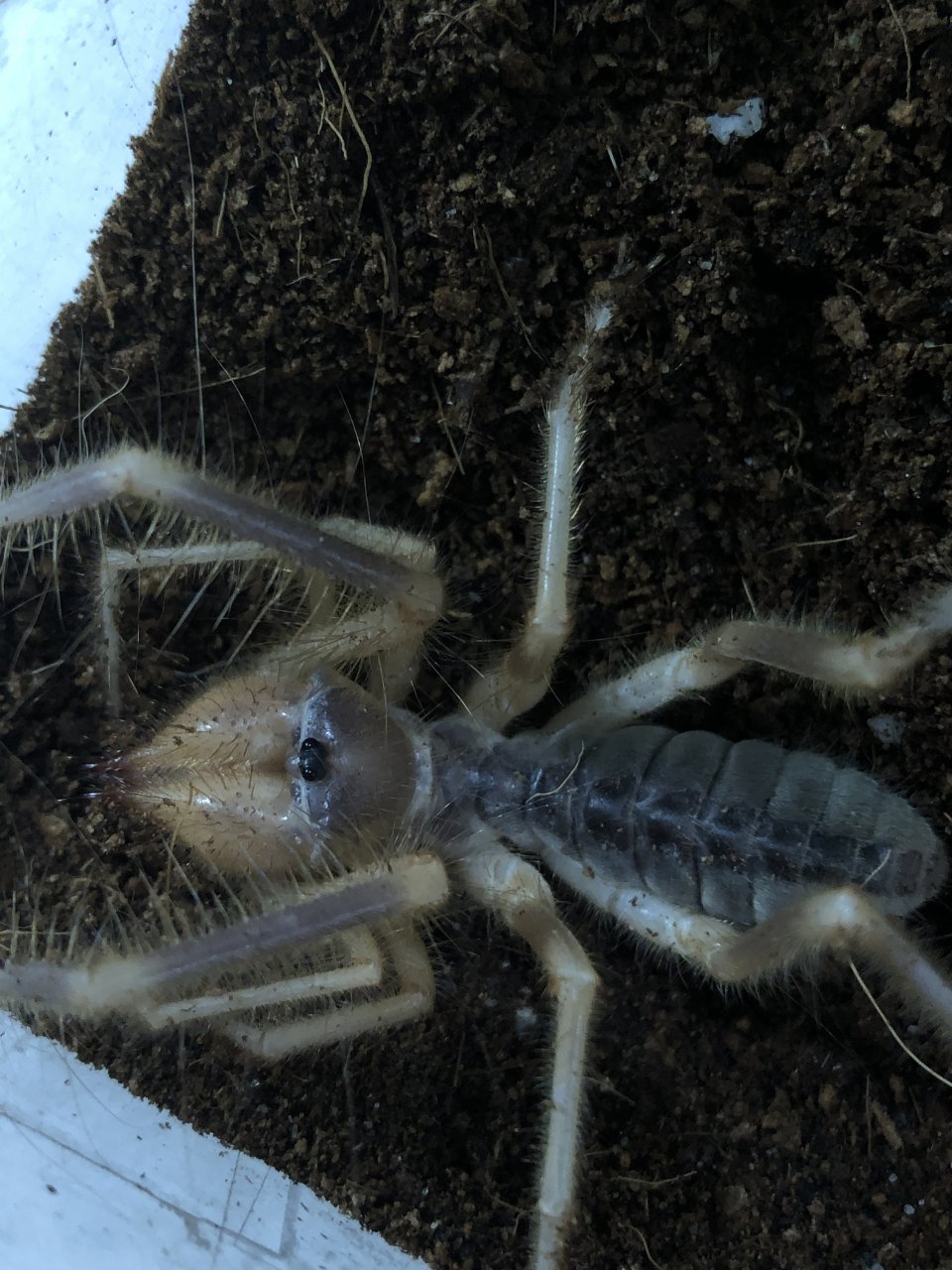 Galeodes sp. male or female?