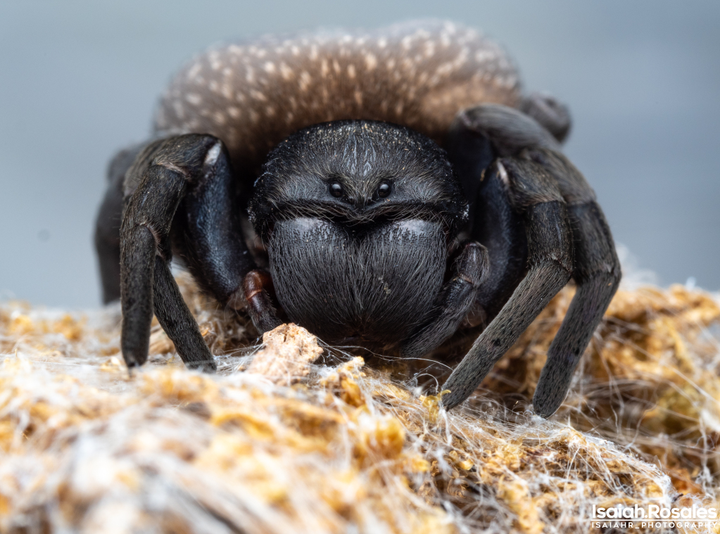 Gandanameno sp. - Velvet spider