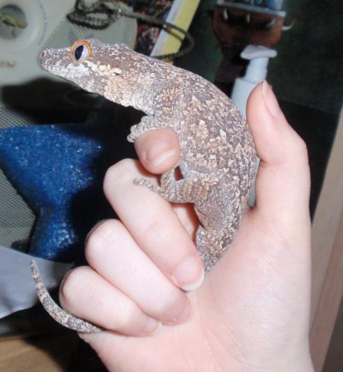 Gargoyle Gecko