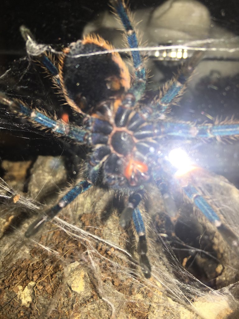 gbb extra pics