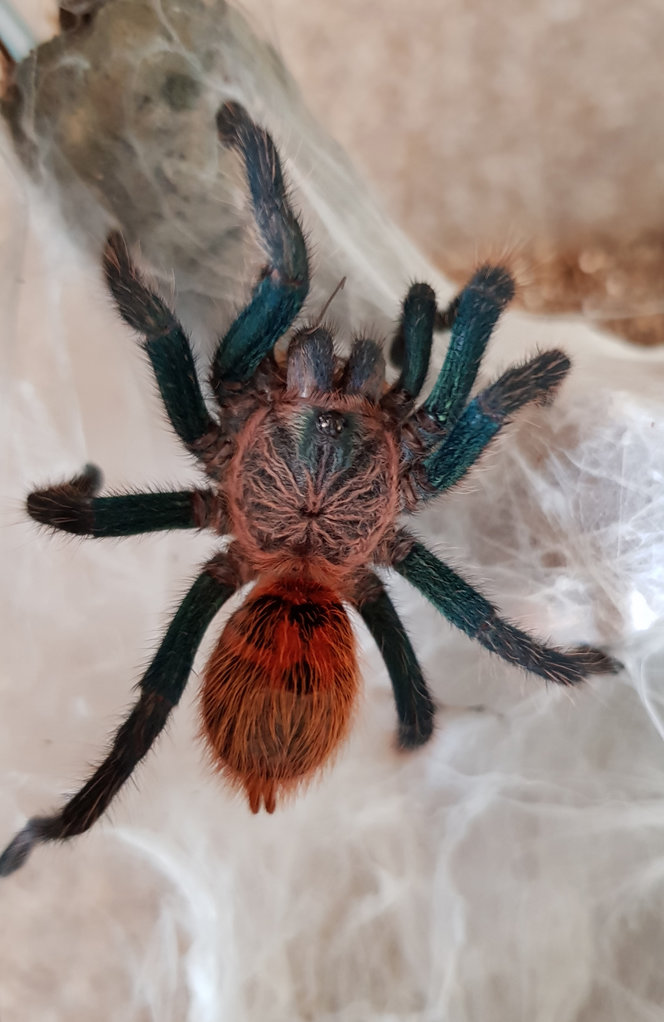 GBB - Fresh Molt