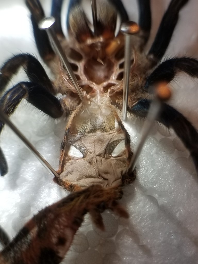 GBB Fresh Molt