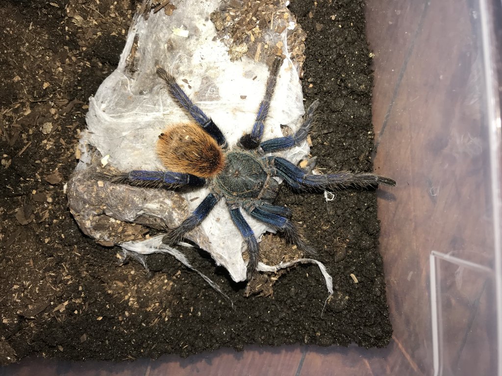 GBB Has Not Been Eating Molted and Everything but Not Eating