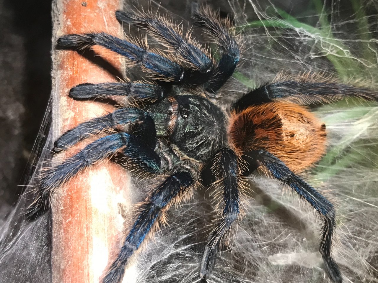 GBB:  Just Because