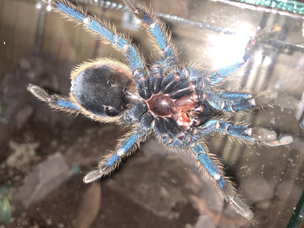 GBB sexing