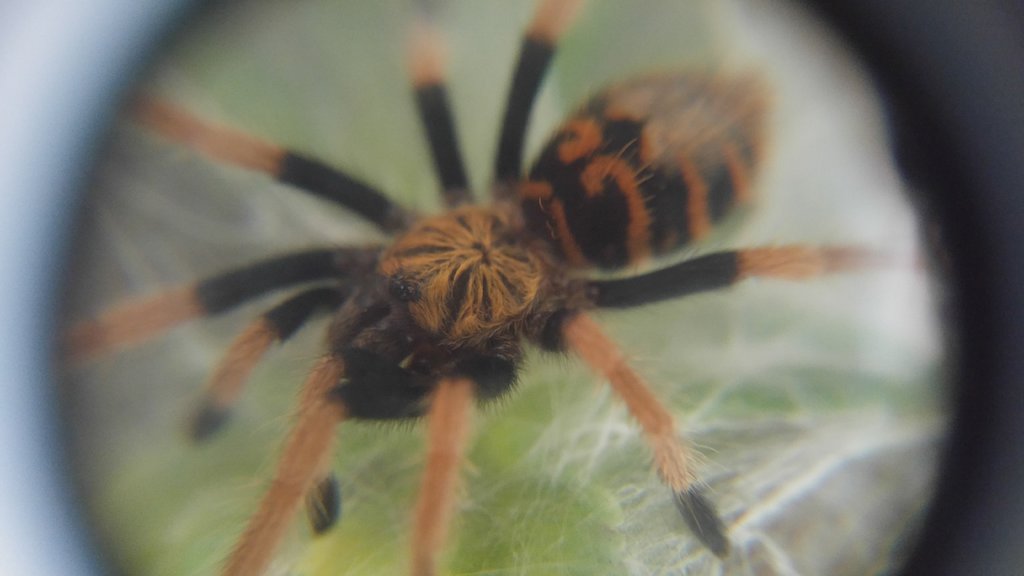 GBB sling photographed through a 15x magnification lens