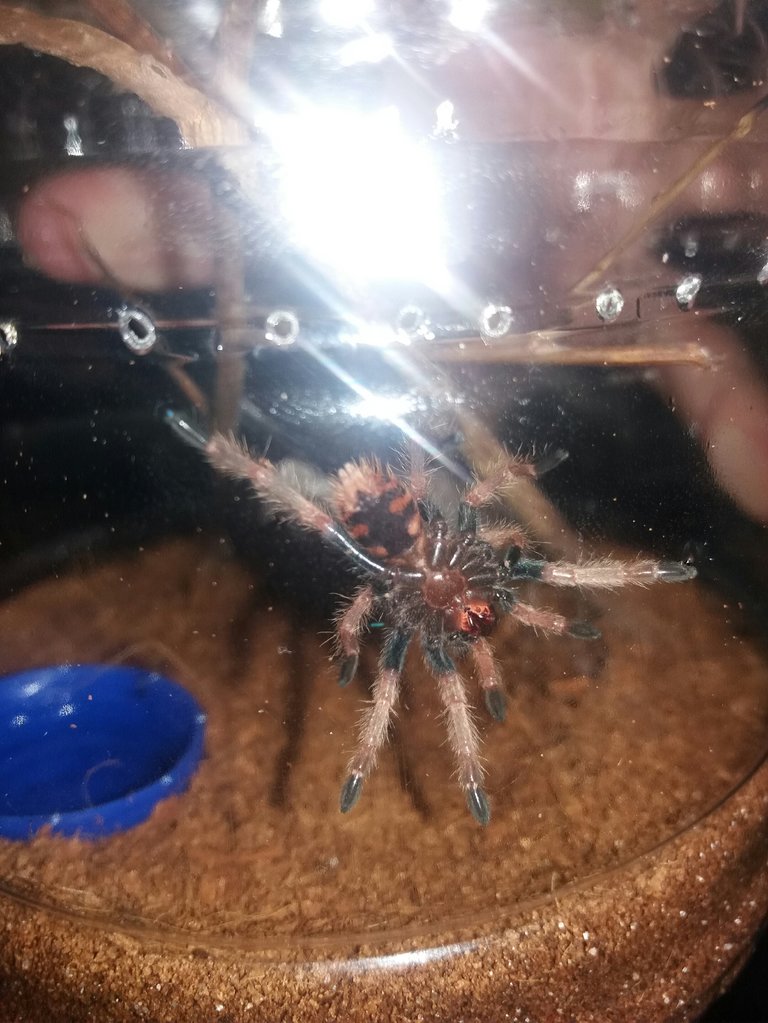 GBB sling too early for sexing ?