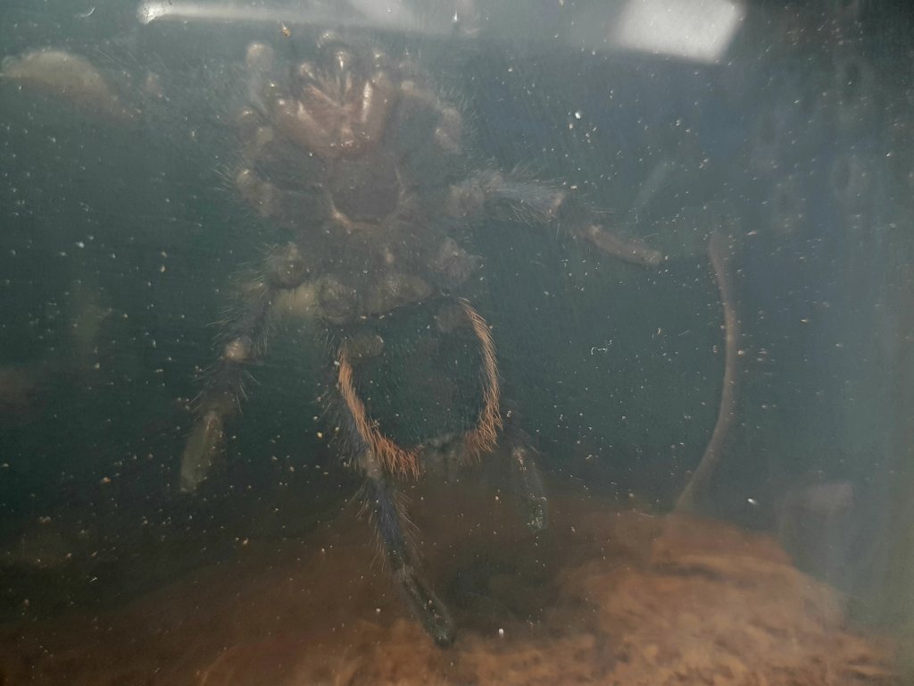 GBB Ventral