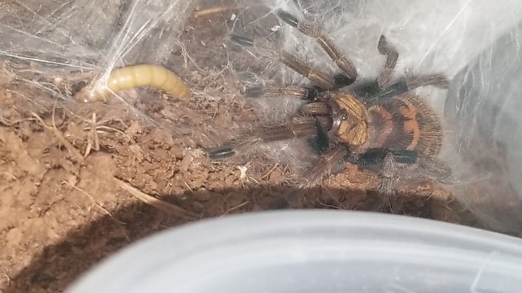 GBB