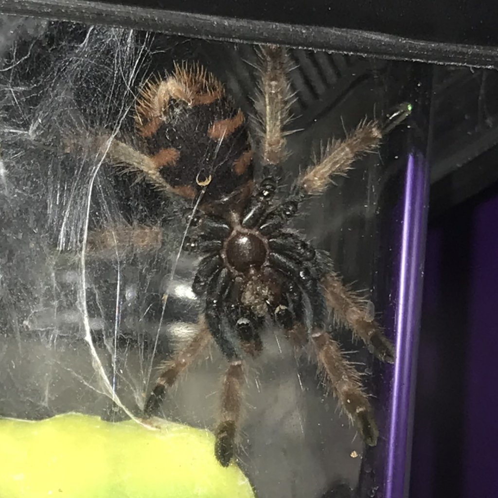 GBB