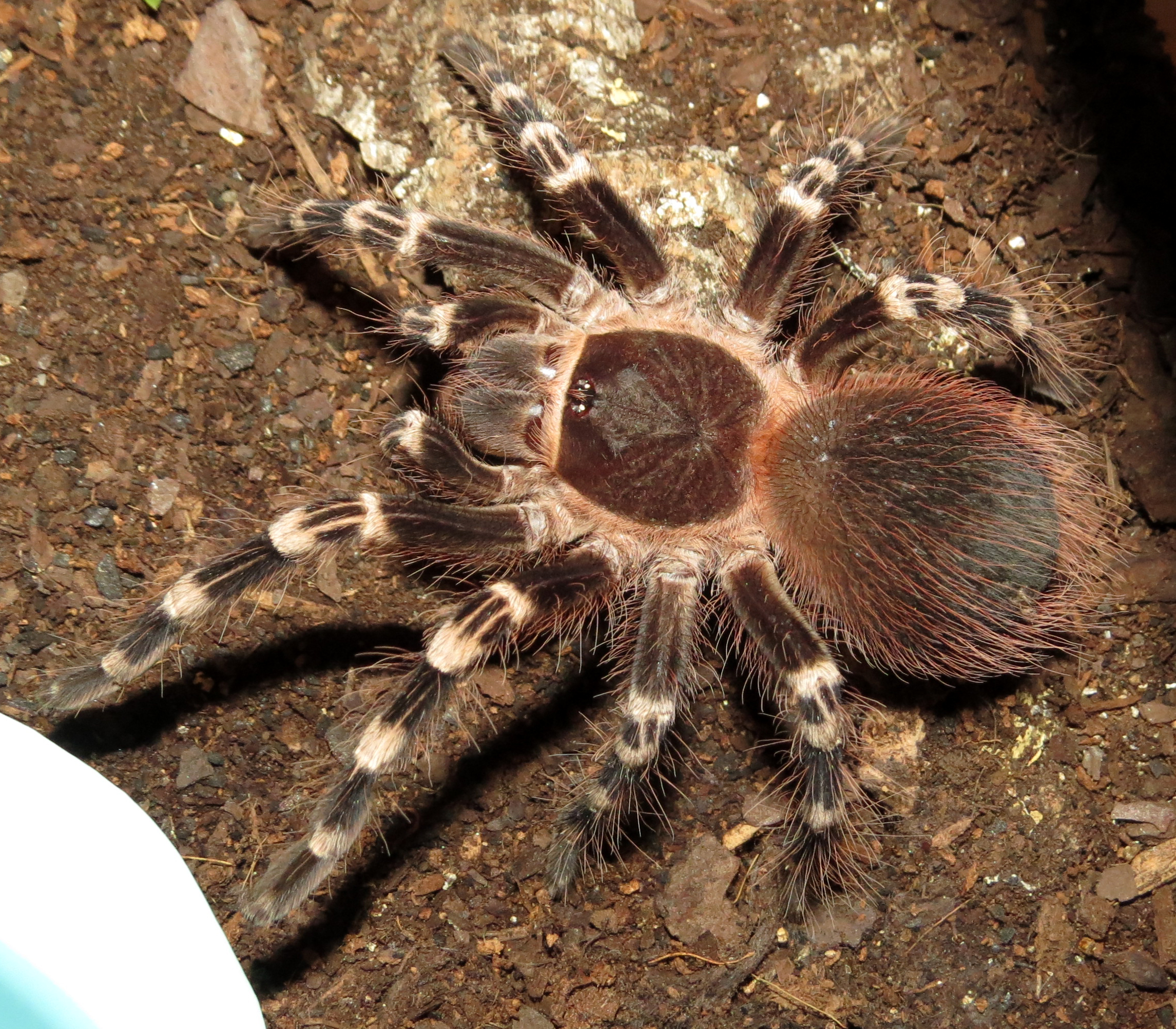 Genicula (♂ Acanthoscurria geniculata 4")