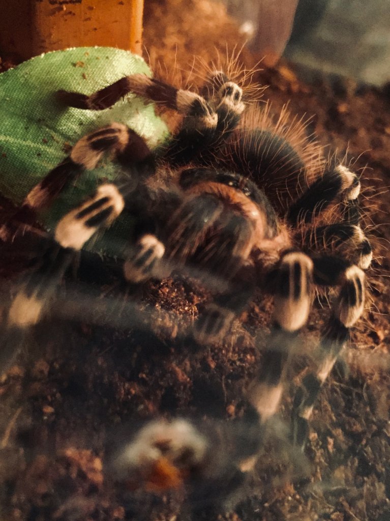 Geniculata #2