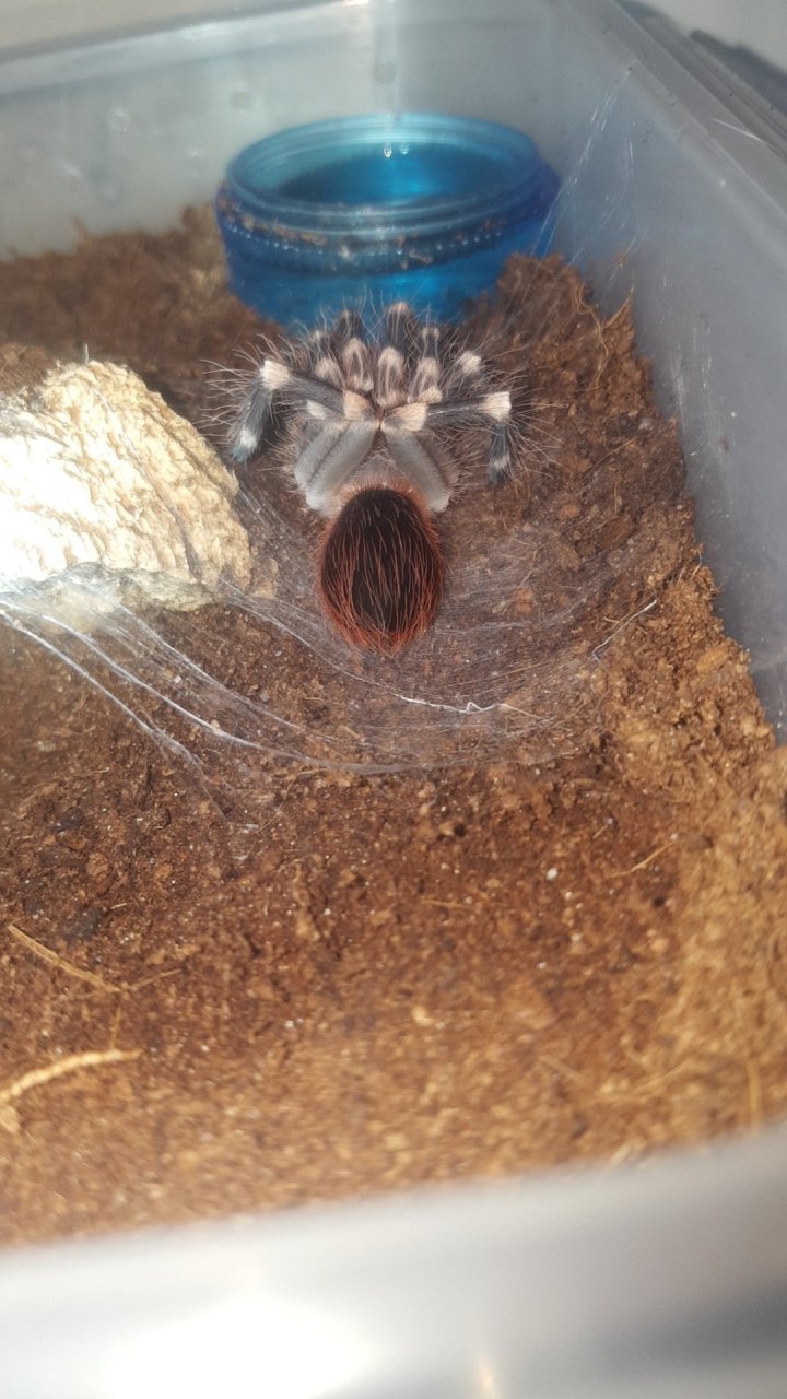 Geniculata yoga