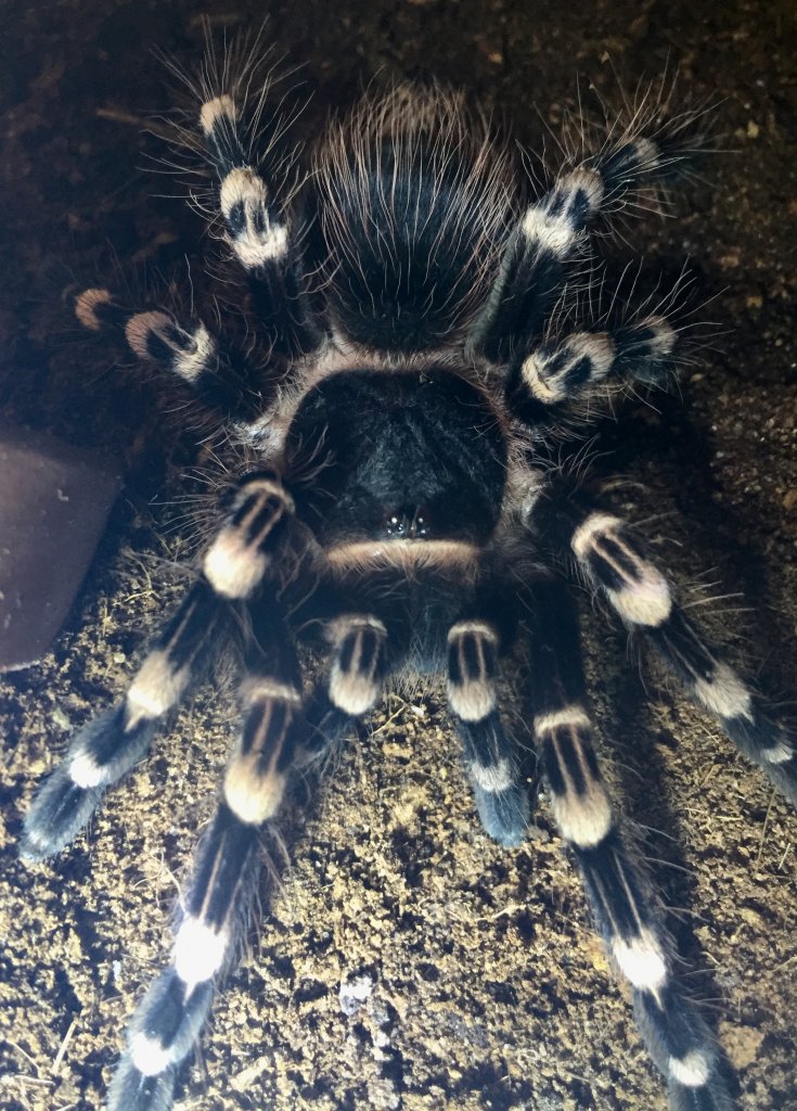 Geniculata