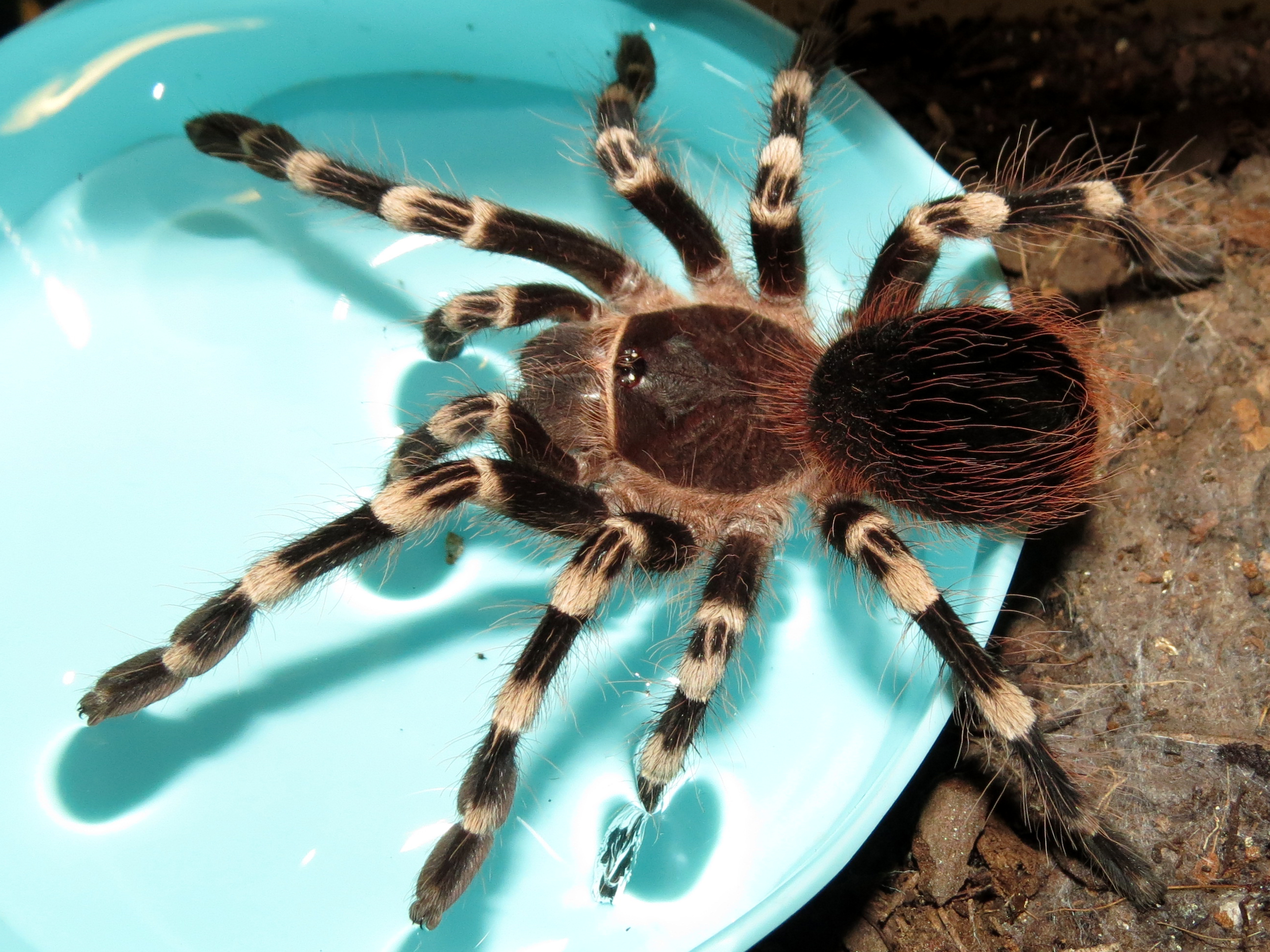 Get Dunked (♂ Acanthoscurria geniculata 3.5")