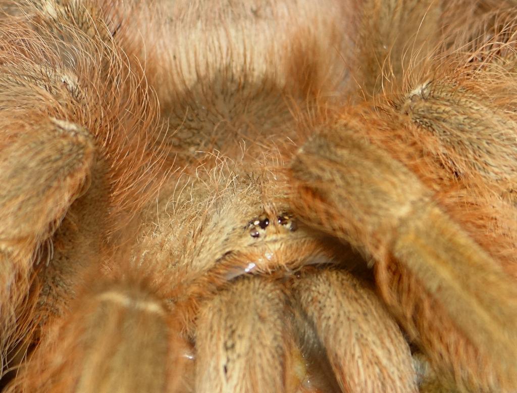 Ginger- Brazilian Giant Blonde Tarantula