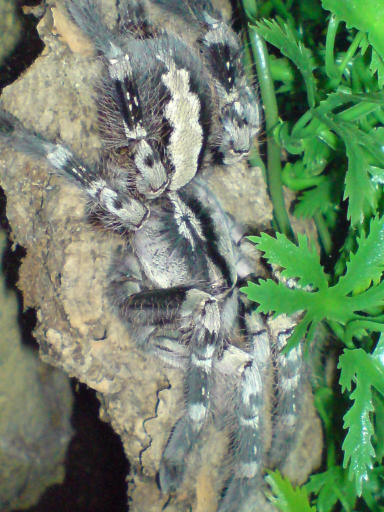 Given to me as an adult female P. regalis