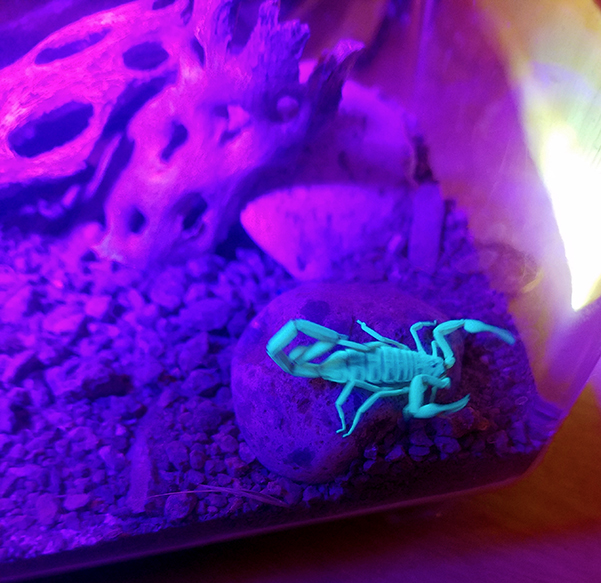 Glowing Bark Scorpion
