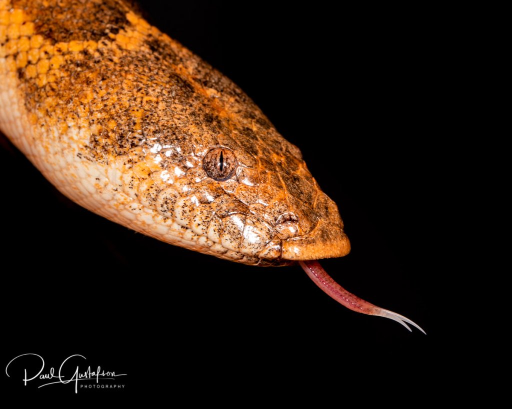 Gongylophis muelleri