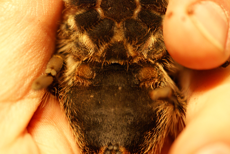 Grammastola pulchripes