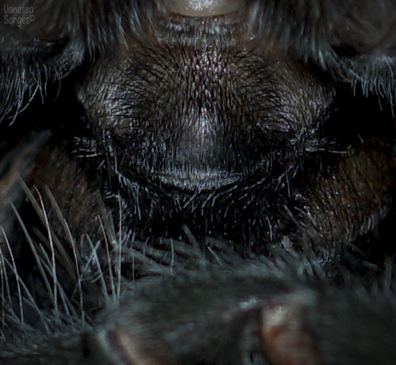 Grammostola actaeon Female - 4.5"