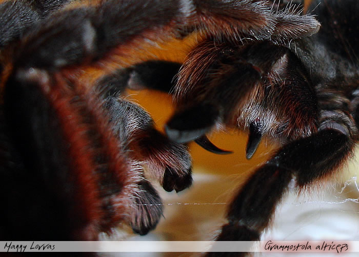 Grammostola alticeps