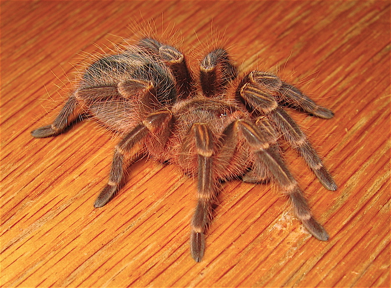 Grammostola aureostriata 1.75"