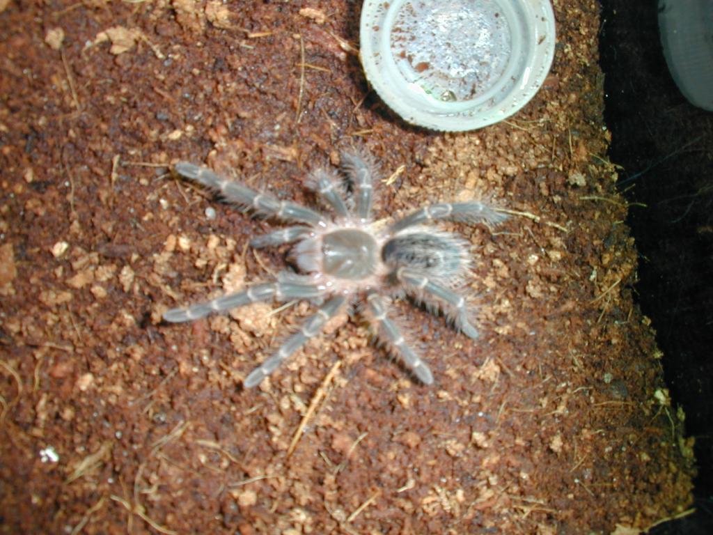 Grammostola aureostriata (Chaco Giant Golden)