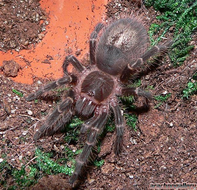 Grammostola aureostriata