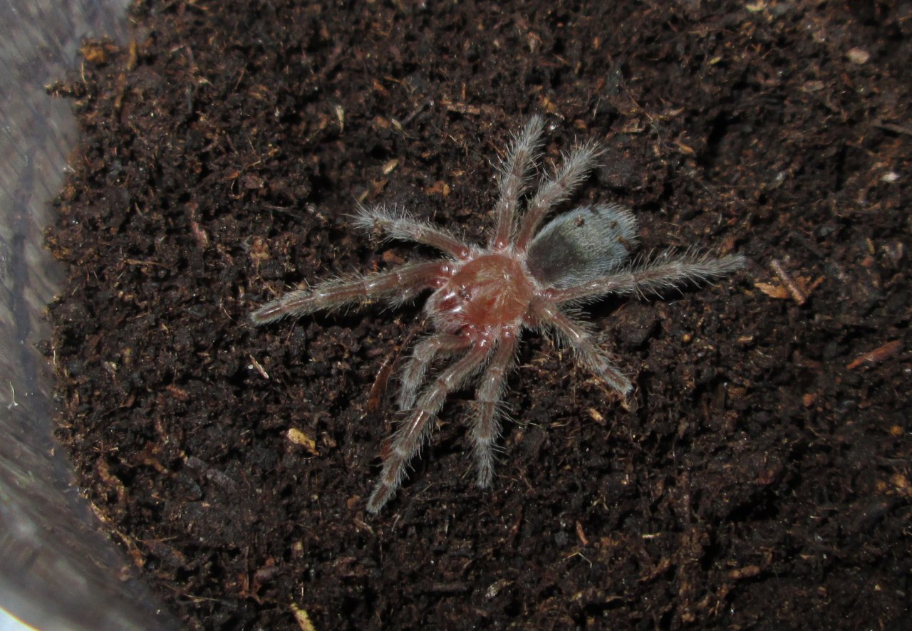 Grammostola cf. pulchra