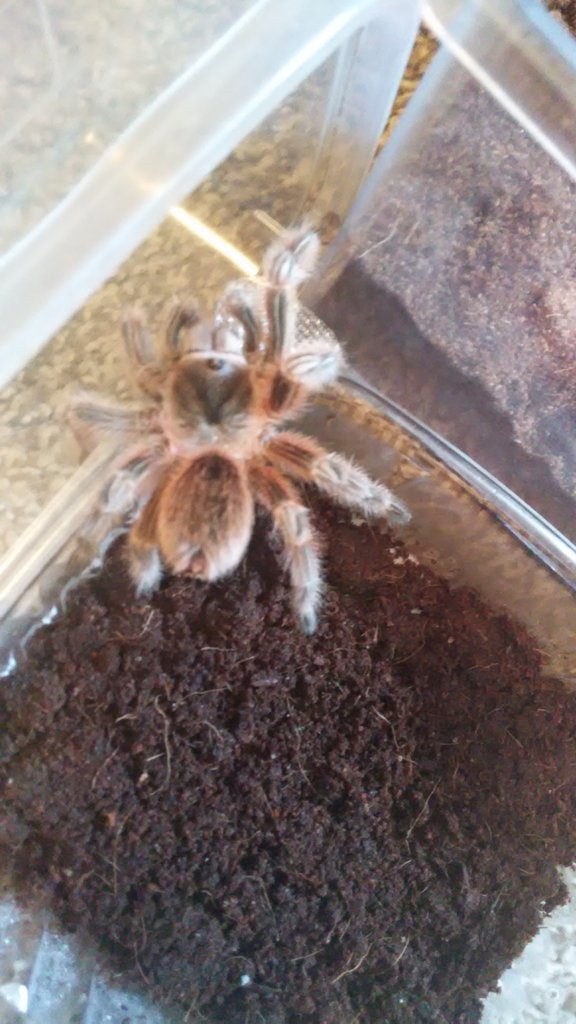 Grammostola conception???