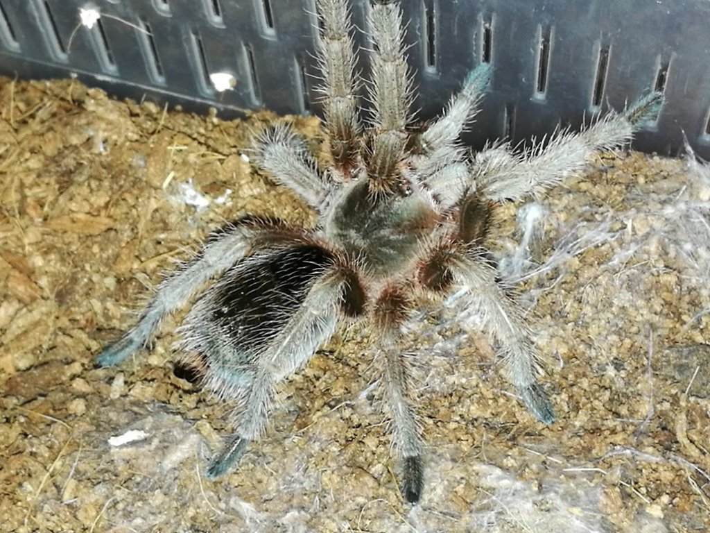 Grammostola (flash)