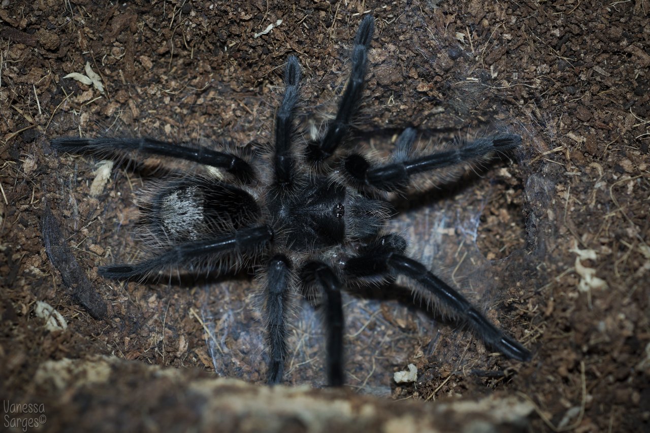 Grammostola grossa 2.5" Female