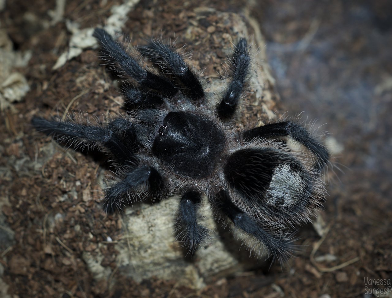 Grammostola grossa Juvenile Female