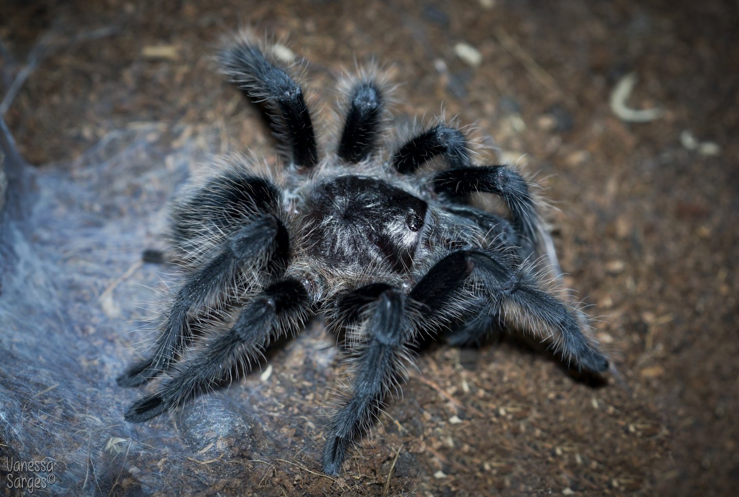 Grammostola grossa Juvenile Female