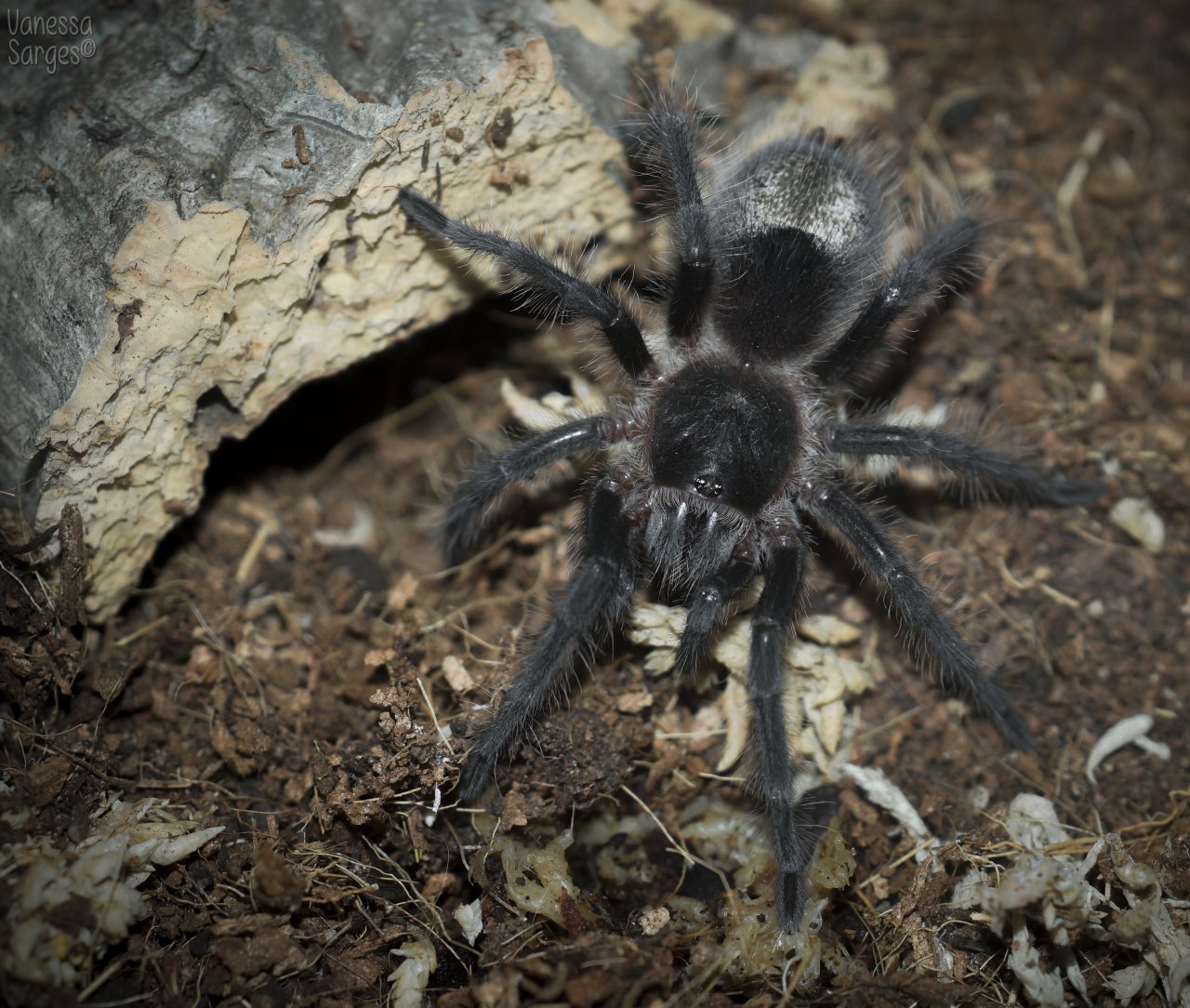 Grammostola grossa