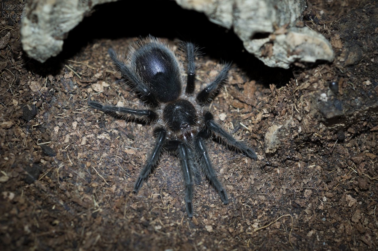 Grammostola grossa