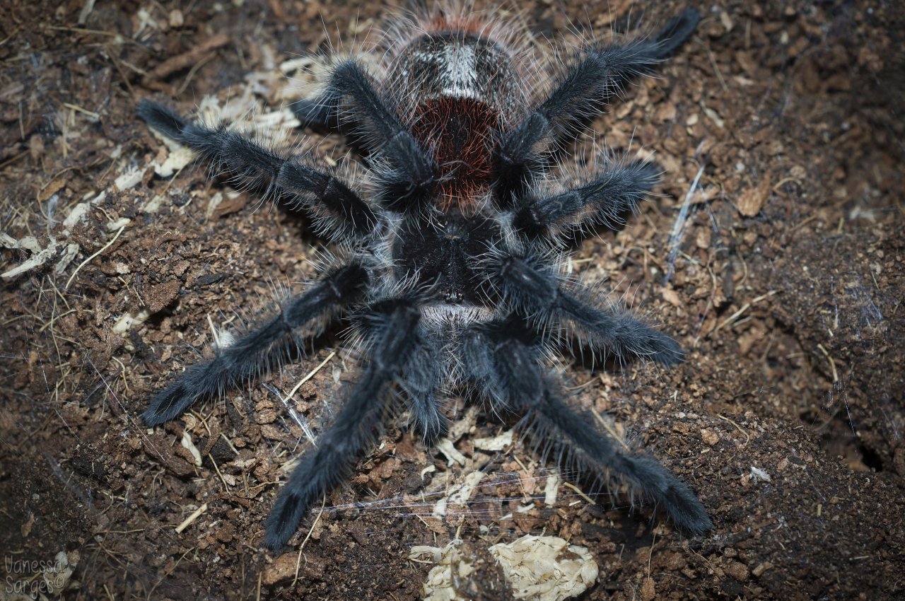 Grammostola iheringi Juvenile Female